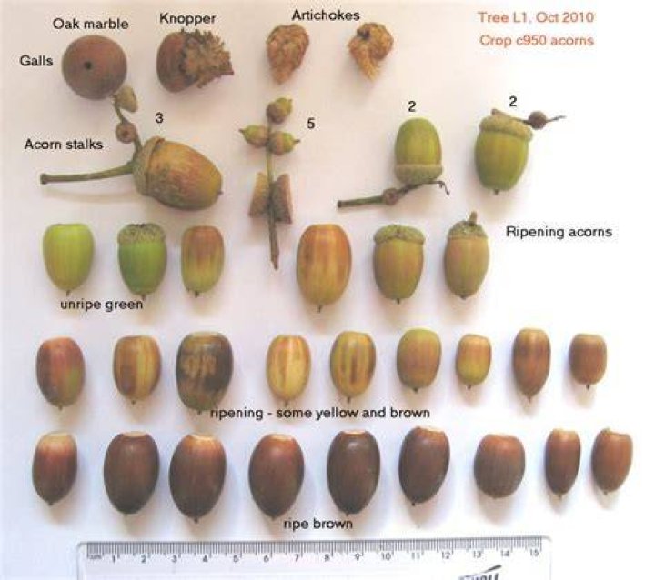 How long will an acorn last