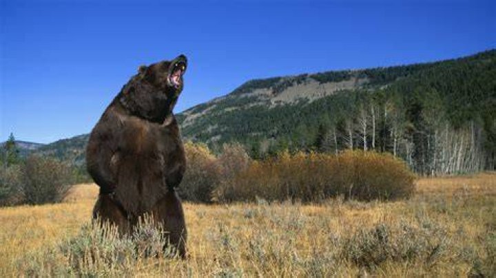 How many bear attacks a year