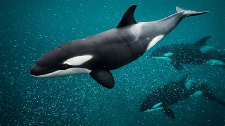 How many bones do orcas have