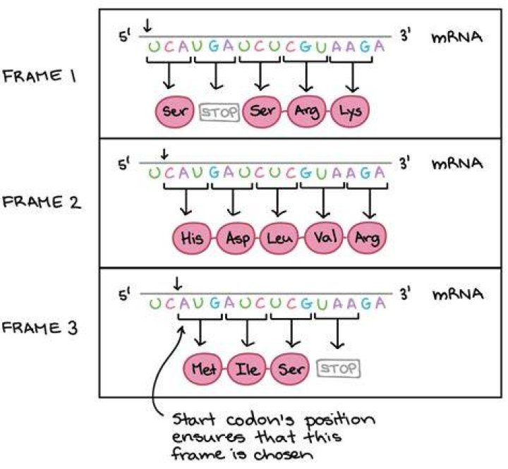 How many codons make up mRNA