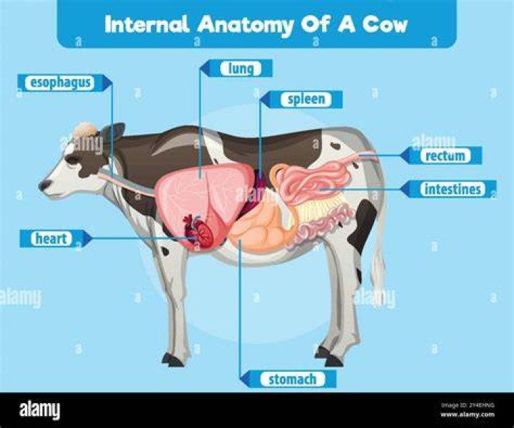 How many heart does cow have