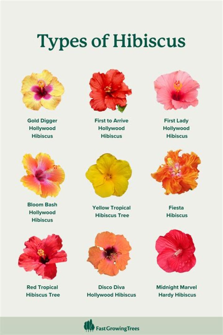 How many hibiscus are there