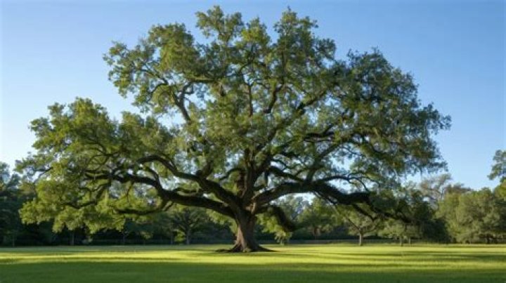 How many oak trees are there
