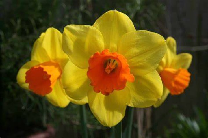 How many petals do daffodil