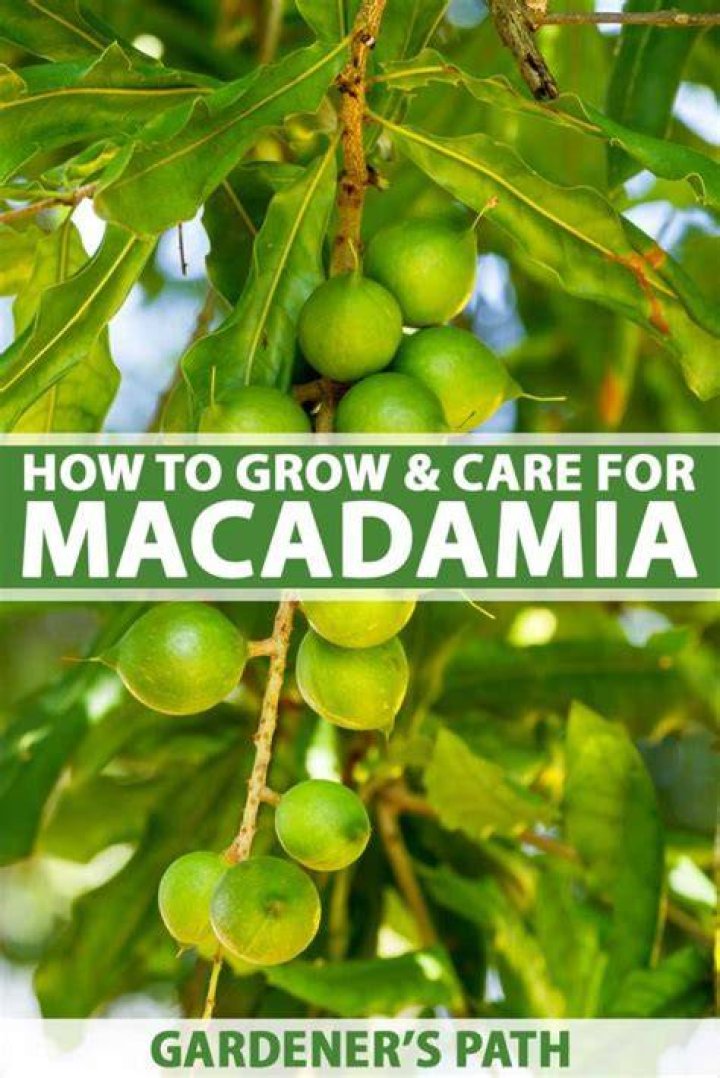 How much are macadamia trees