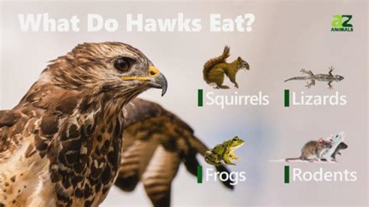 How much do hawks eat daily