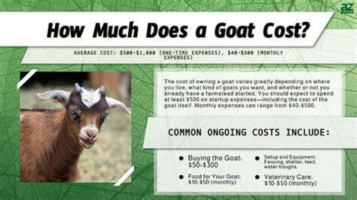 How much do Kiko goats cost