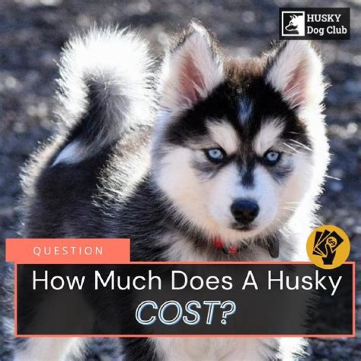 How much does Husky dog cost