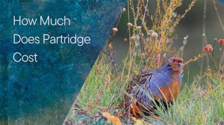 How much is a partridge cost