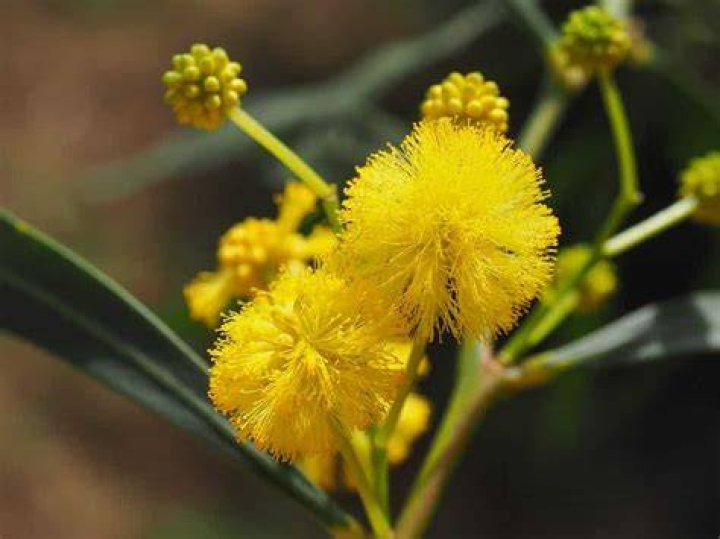 How often does wattle flower