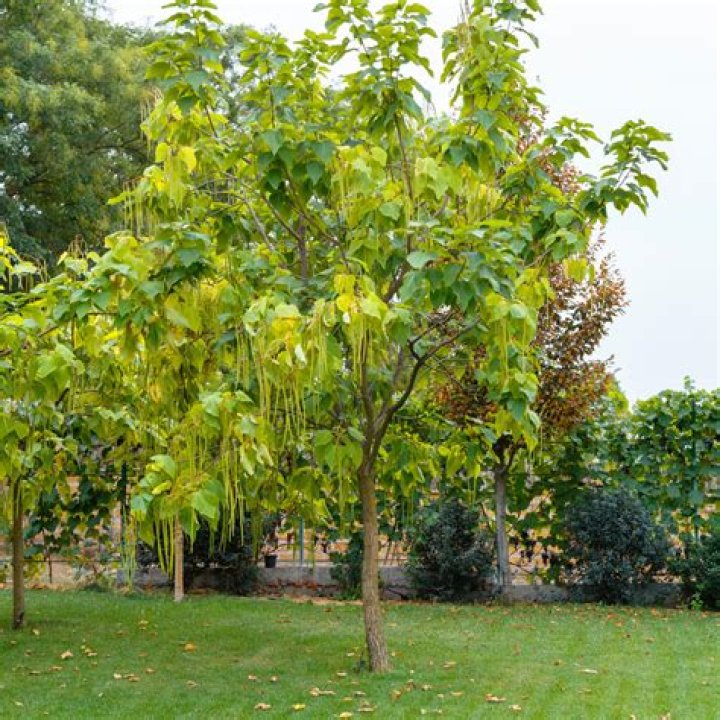 How old do catalpa trees get
