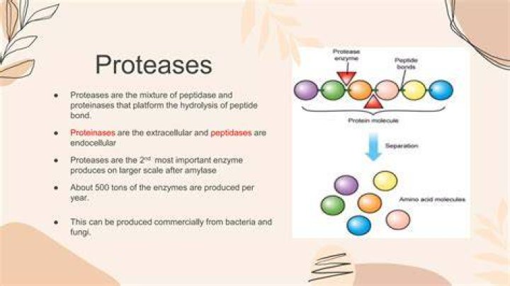 How proteases are activated
