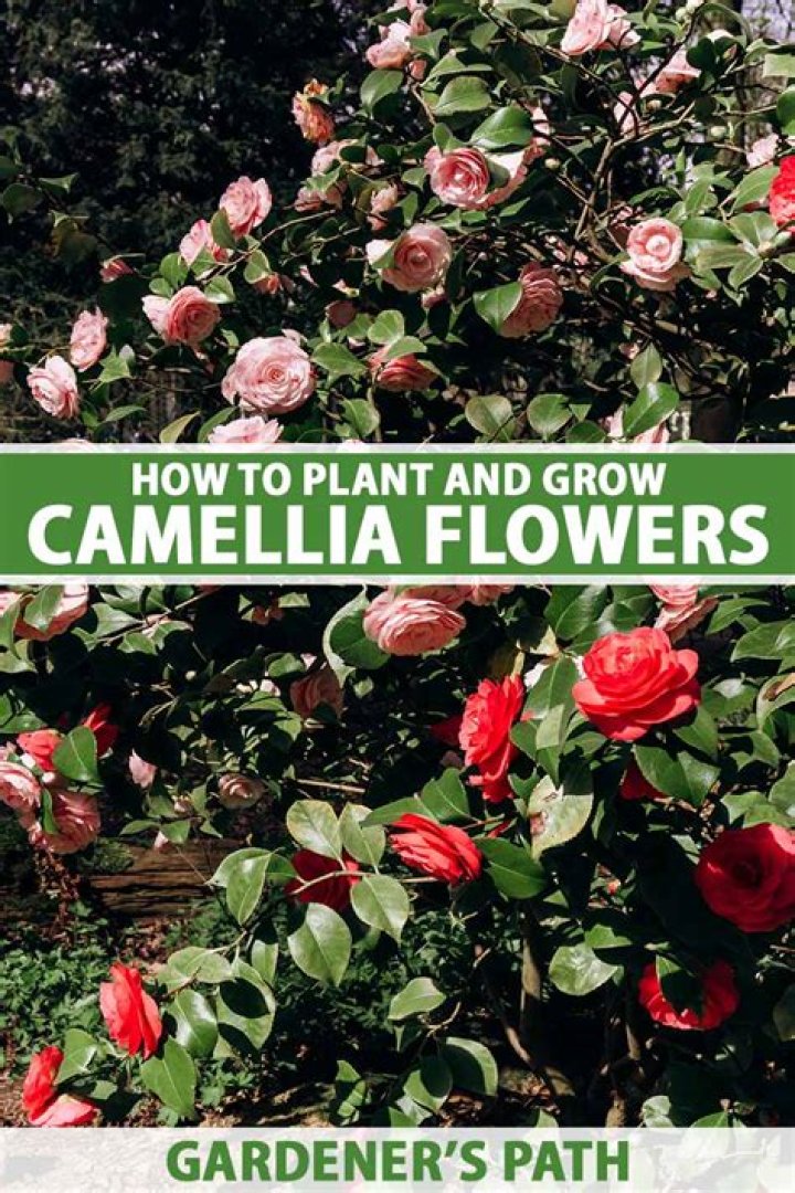 How quickly do camellia grow