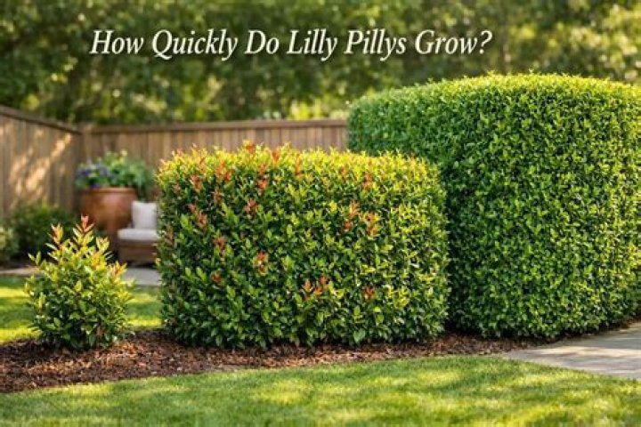 How quickly do Photinia grow