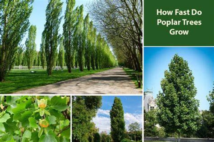 How quickly do poplars grow