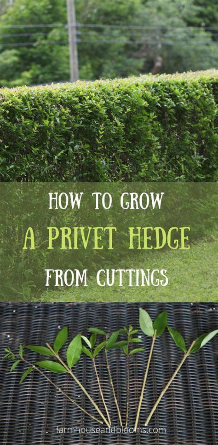 How quickly does privet grow