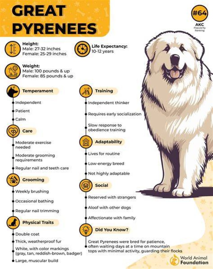How smart are Great Pyrenees