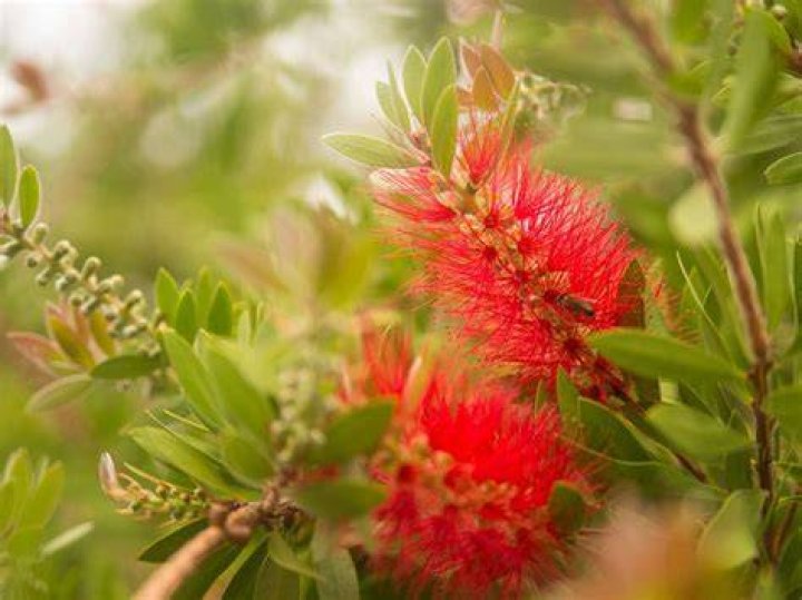 How tall do bottlebrush grow