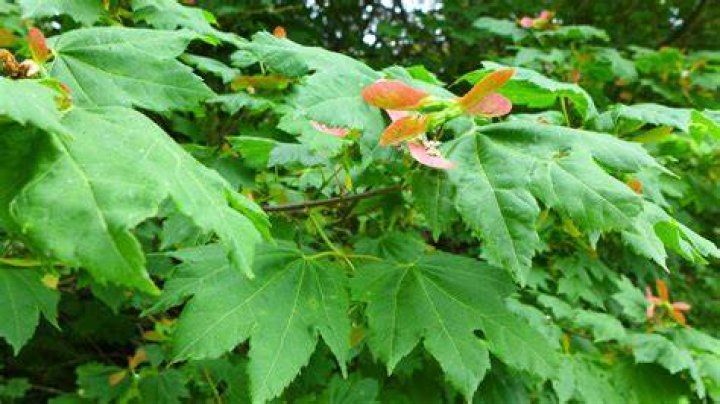 How tall do vine maples grow