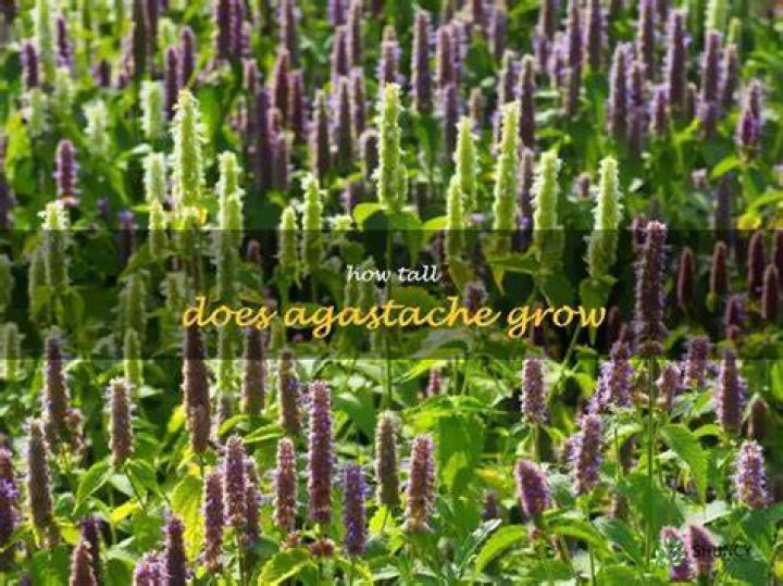 How tall does Agastache grow