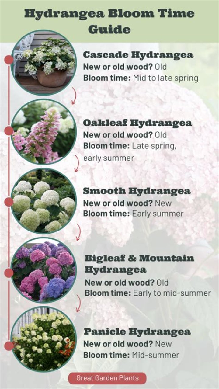 How tall does hydrangea grow