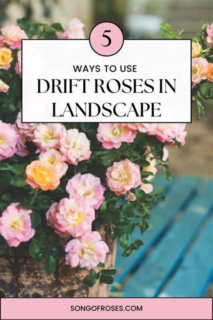 How wide do drift roses get