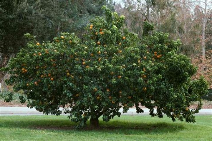 How wide do orange trees get
