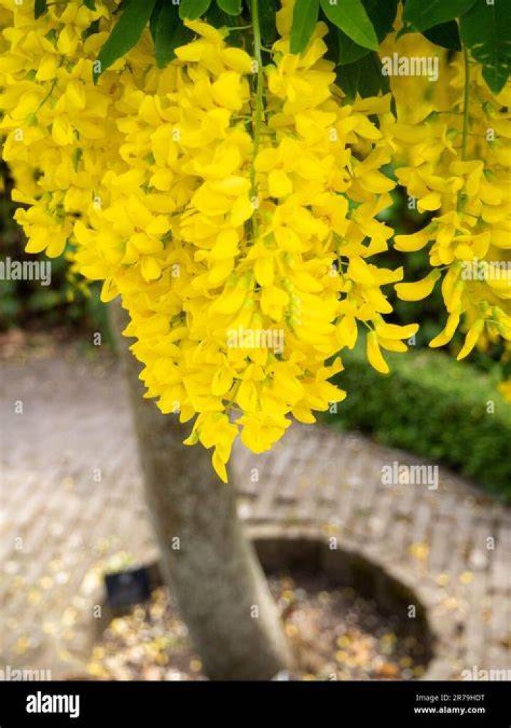 Is a laburnum tree poisonous