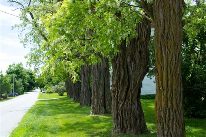 Is a locust tree a good tree