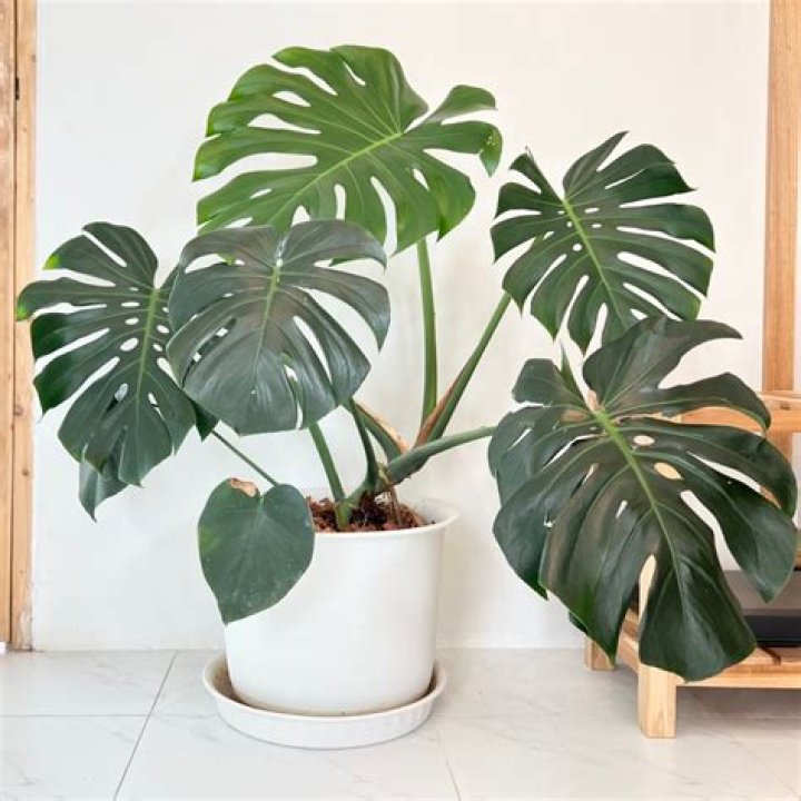 Is a philodendron a Monstera
