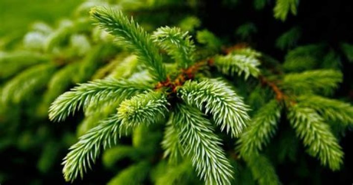 Is a spruce tree a pine tree