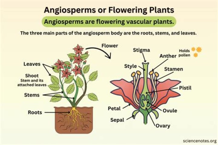 Is a succulent an angiosperm