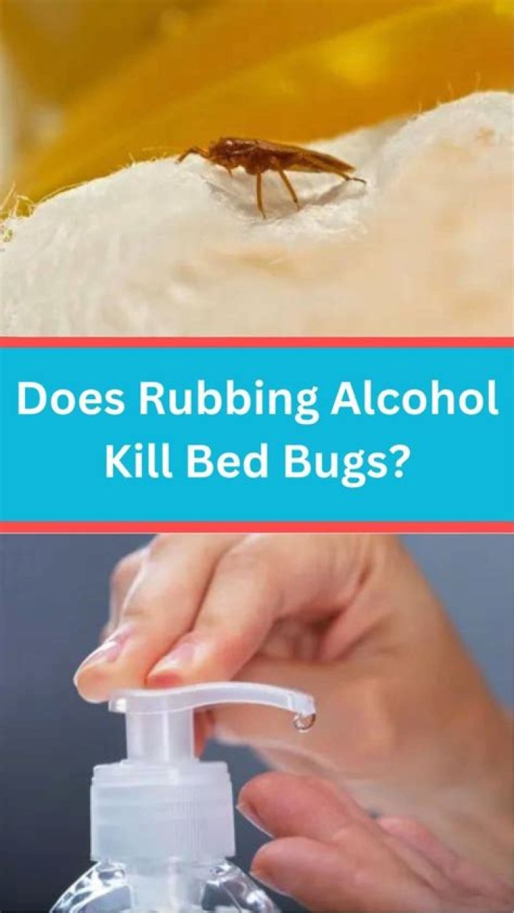 Is alcohol good for bed bugs