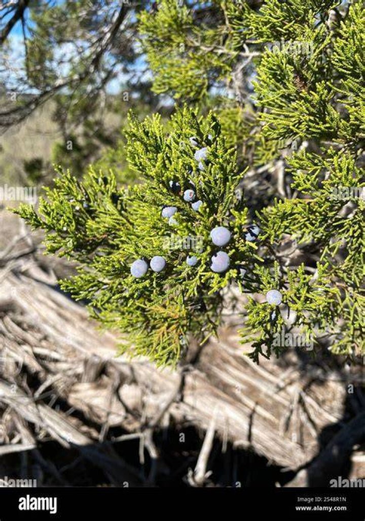 Is Ashe juniper a Gymnosperm