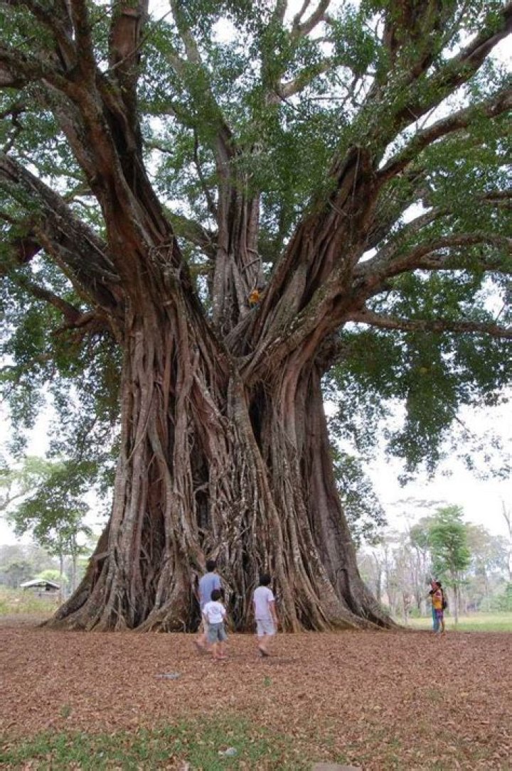 Is Balete tree a rubber tree