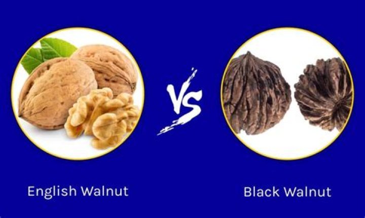 Is black walnut an allergen