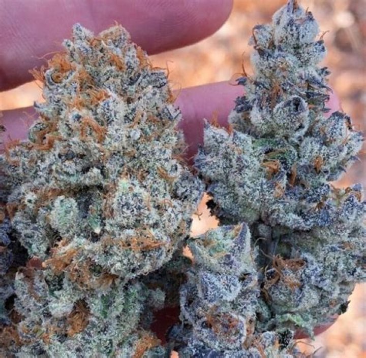 Is blue cheese a good strain