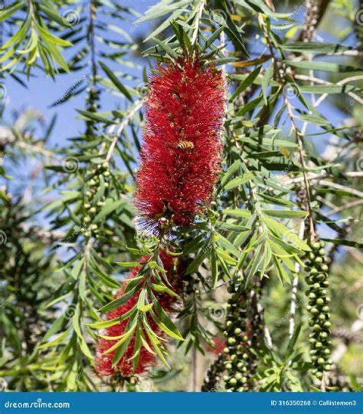 Is bottlebrush an evergreen