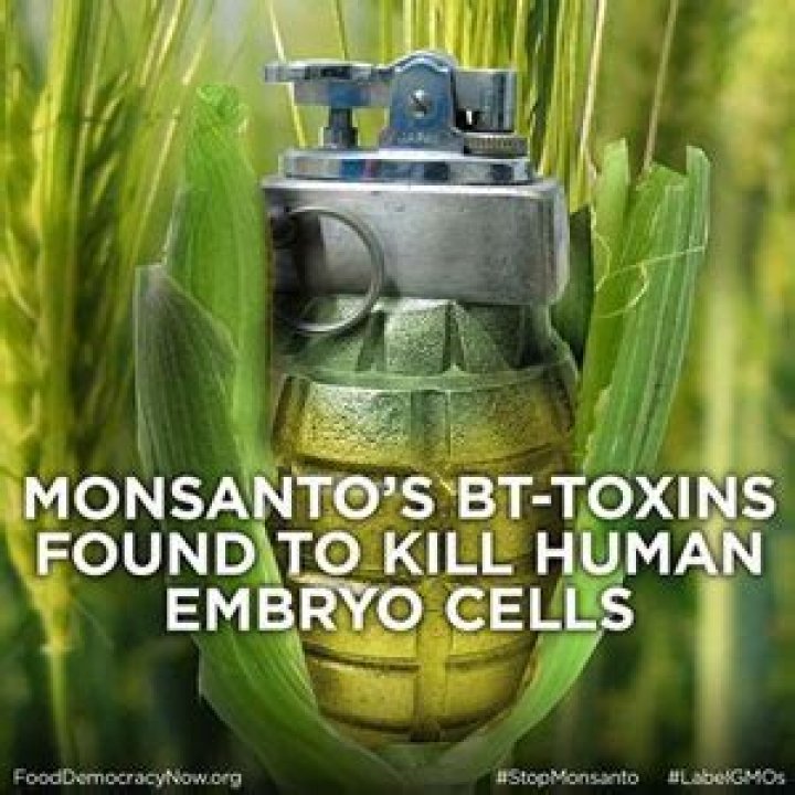 Is Bt corn harmful to humans
