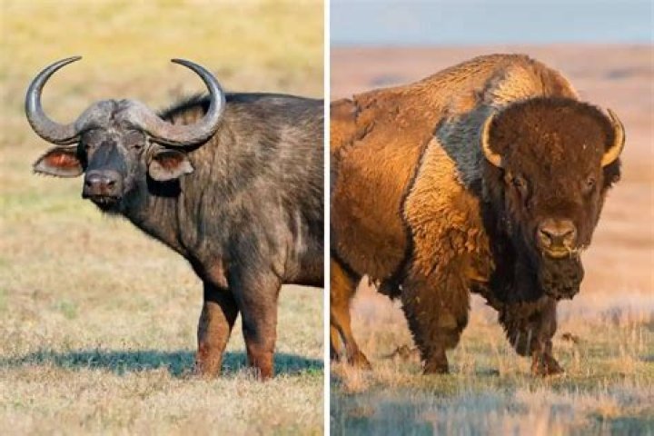 Is buffalo and bull the same