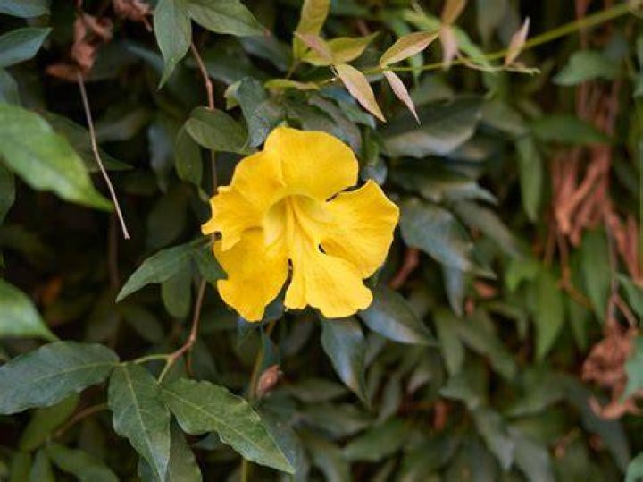 Is cats claw vine invasive