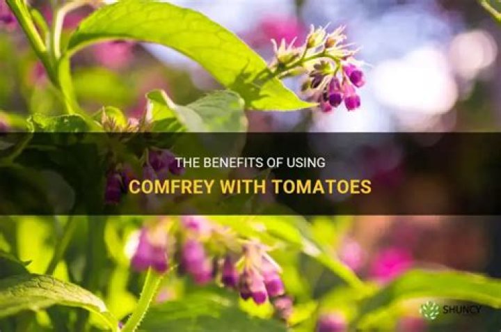 Is Comfrey good for tomatoes