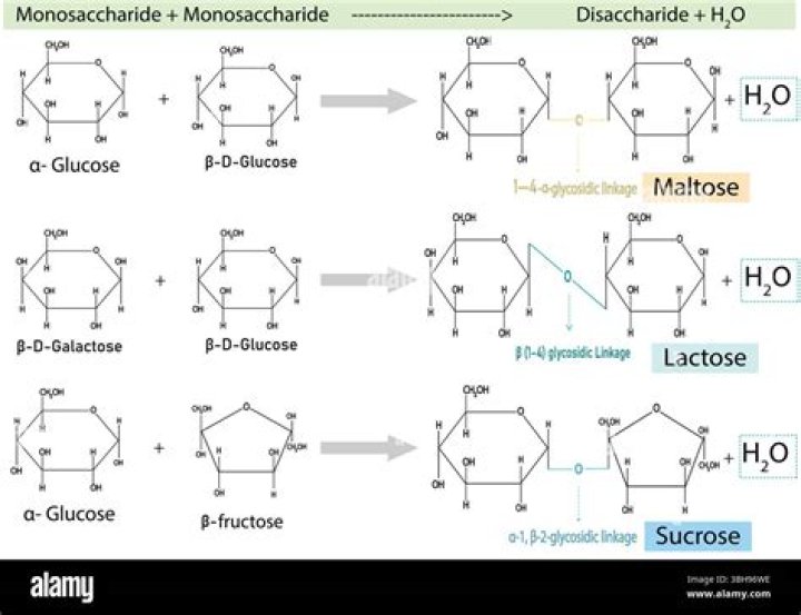 Is dextran a monosaccharide