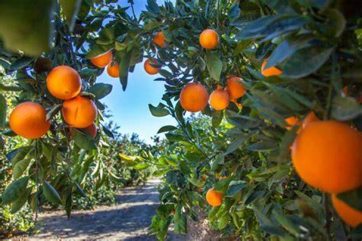Is Florida known for oranges
