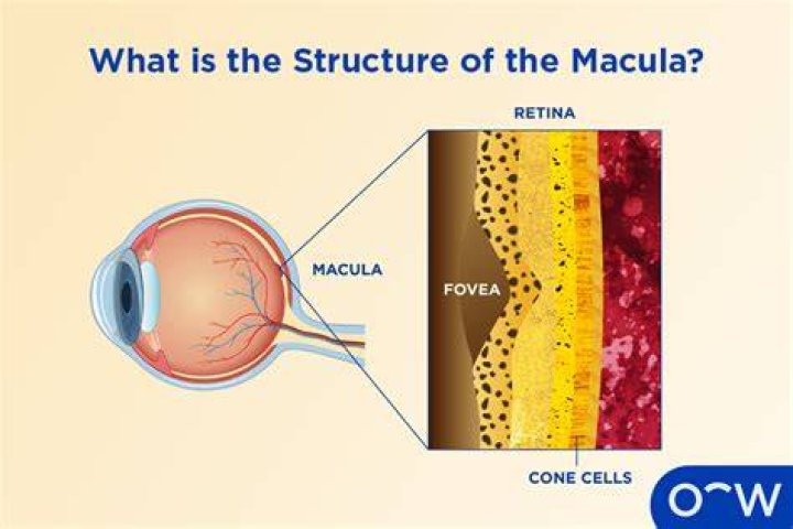 Is fovea and macula the same