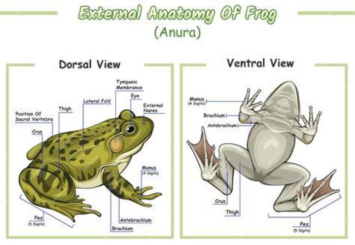 Is Frog external or internal