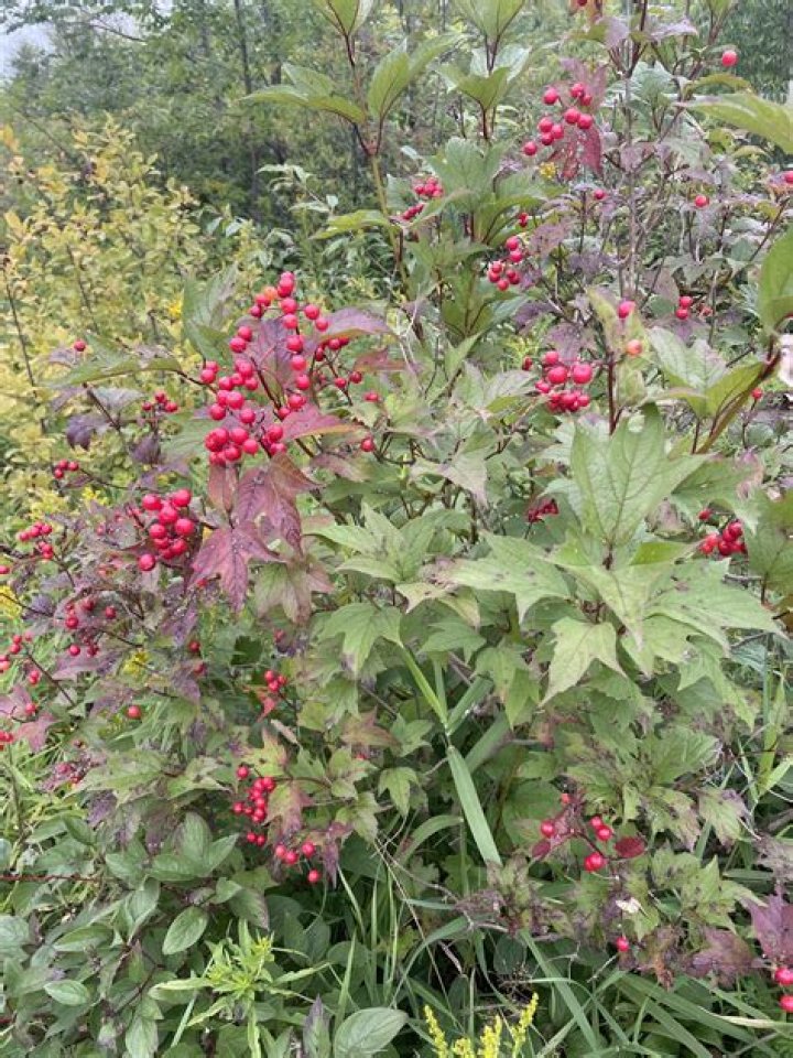 Is highbush cranberry native
