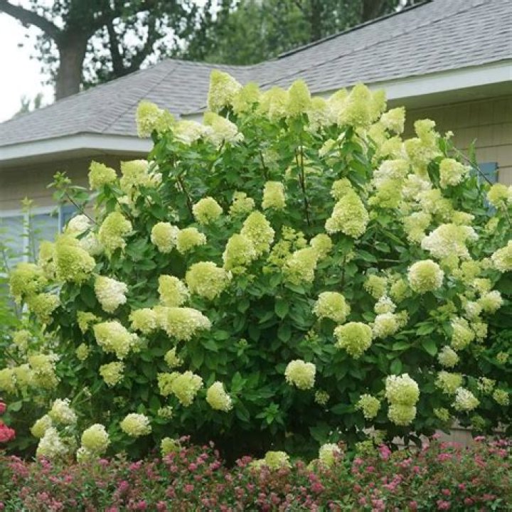 Is hydrangea a bush or shrub