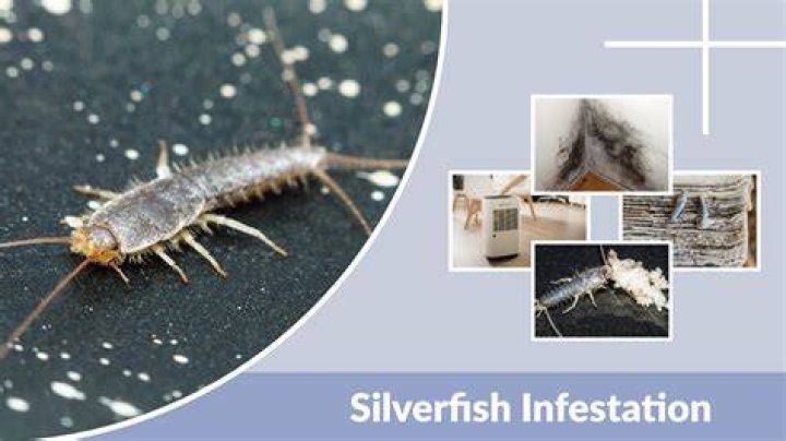 Is it bad to have silverfish