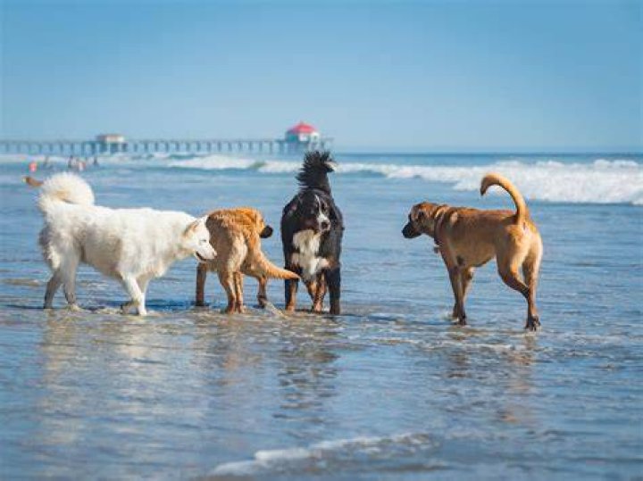 Is Jenner beach dog friendly